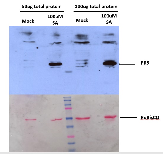 Western blot using anti-PR5 antibodies